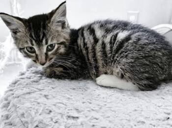 Commander Chowhound -  Domestic Short Hair Cat for Adoption in Christiansburg, Virginia - Commander Chowhound | PetCurious