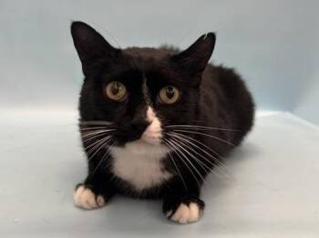 Gelly -  Domestic Short Hair Cat for Adoption in Golden Valley, Minnesota - Gelly | PetCurious