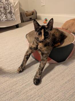 Bubbles -  Domestic Short Hair Cat for Adoption in Pikesville, Maryland - Bubbles | PetCurious