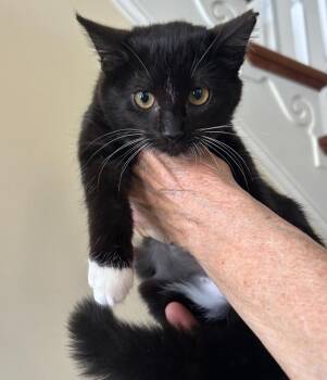 Domestic Short Hair Cats Available for Adoption - Holly And Molly | PetCurious