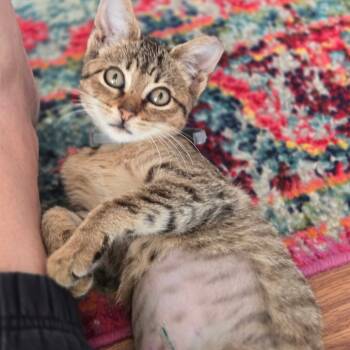 Rescue Domestic Short Hair Cats for Adoption in Olmos Park, Texas - JUNE | PetCurious