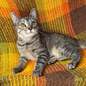 Genevieve -  Bengal and American Shorthair Cat for Adoption in Mount Vernon, Illinois - Genevieve | PetCurious