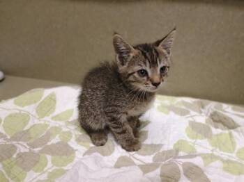 A553605 -  Domestic Short Hair Cat for Adoption in Moreno Valley, California - A553605 | PetCurious