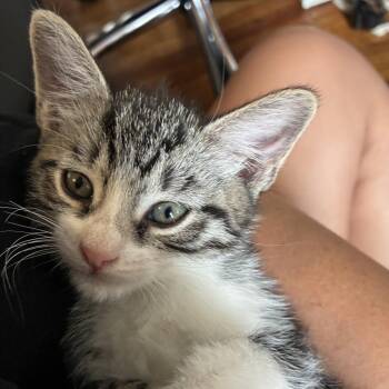 Castiel -  Domestic Short Hair Cat for Adoption in New York, New York - Castiel | PetCurious