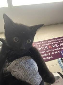 Happy -  Domestic Short Hair Cat for Adoption in Wichita, Kansas - Happy | PetCurious