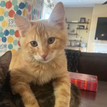 Rescue Domestic Short Hair and Tabby Cats for Adoption in Antioch, California - Chester | PetCurious