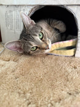 Rescue Domestic Short Hair Cats for Adoption - Jasmine | PetCurious