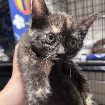 Domestic Short Hair Cats Available for Adoption in Chino Hills, California - Wasabi (C000-130)- City Of Industry Location | PetCurious