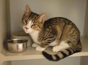 Toad -  Domestic Short Hair Cat for Adoption in Mason City, Iowa - Toad | PetCurious