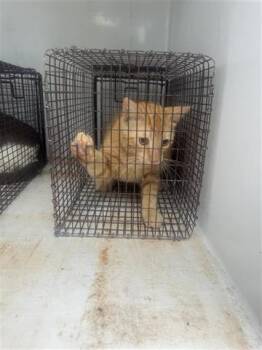 Domestic Short Hair Cats Available for Adoption in Houston, Texas - A655394 | PetCurious