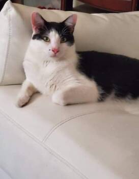 Rescue Domestic Short Hair Cats for Adoption in Greenville, South Carolina - Benny | PetCurious