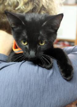 Rescue Domestic Short Hair Cats for Adoption in Broomfield, Colorado - CORY | PetCurious