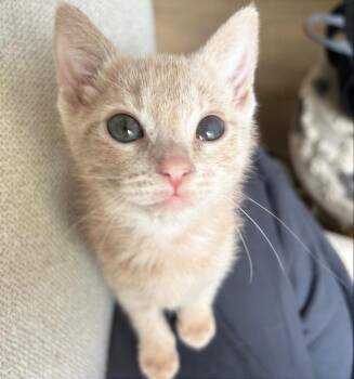 Sir Rex-A-Lot -  Domestic Short Hair Cat for Adoption in Nashville, Tennessee - Sir Rex-A-Lot | PetCurious