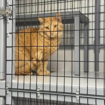 Domestic Short Hair Cats Available for Adoption in Shelbyville, Illinois - Steven | PetCurious