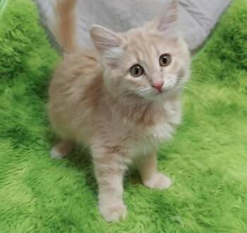 Emily -  Domestic Long Hair Cat for Adoption in Millcreek, Utah - Emily | PetCurious