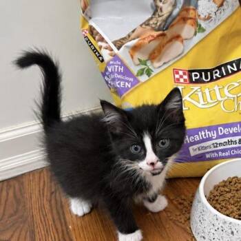 Basil -  Domestic Short Hair Cat for Adoption in Edmond, Oklahoma - Basil | PetCurious