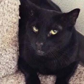 Domestic Short Hair Cats Available for Adoption - Dasher | PetCurious