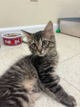 Spicy Mustard -  Domestic Medium Hair Cat for Adoption in Fall River, Massachusetts - Spicy Mustard | PetCurious
