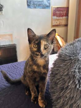 Virginia -  Domestic Short Hair Cat for Adoption in Mishawaka, Indiana - Virginia | PetCurious