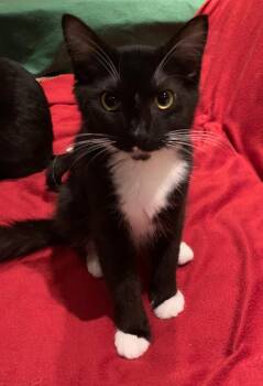 Tuxedo Cats Available for Adoption - Tomas | PetCurious