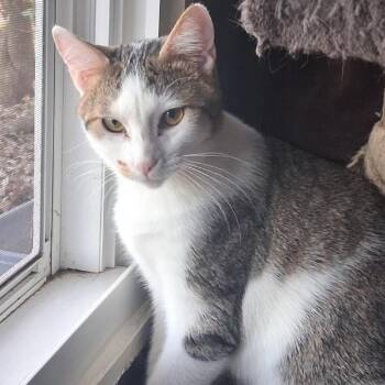 Rocky -  Domestic Short Hair Cat for Adoption in Kansas City, Missouri - Rocky | PetCurious