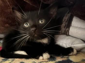 Luke Skywhisker -  Domestic Short Hair Cat for Adoption in Dallas, Texas - Luke Skywhisker | PetCurious