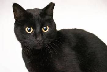 Rescue Domestic Short Hair Cats for Adoption in Monroe, Georgia - Shade #21256 | PetCurious