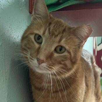 Domestic Short Hair Cats Available for Adoption - Rex | PetCurious