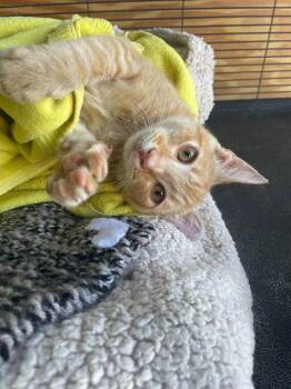 Sherbet -  Domestic Short Hair Cat for Adoption in Littlestown, Pennsylvania - Sherbet | PetCurious