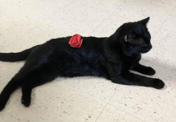 Pacino -  Domestic Short Hair Cat for Adoption in Dublin, Ohio - Pacino | PetCurious