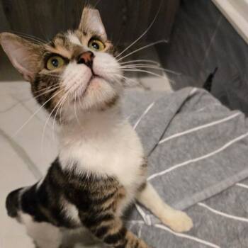 Maximus -  Domestic Short Hair Cat for Adoption in Buffalo, New York - Maximus | PetCurious