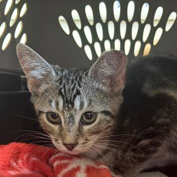 Chowder -  Domestic Short Hair Cat for Adoption in Taos, New Mexico - Chowder | PetCurious