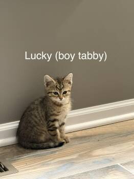 Lucky -  Domestic Medium Hair Cat for Adoption in Crystal Lake, Illinois - Lucky | PetCurious