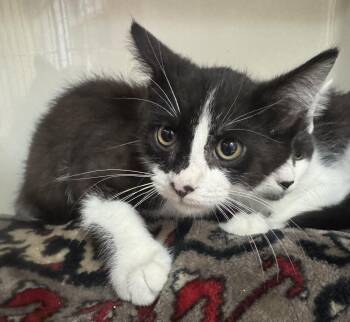 Joshua -  Domestic Short Hair Cat for Adoption in Tomah, Wisconsin - Joshua | PetCurious