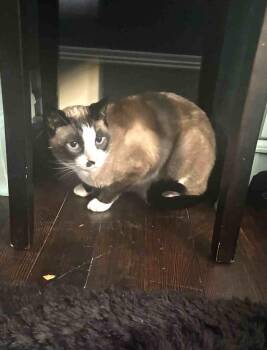 Rescue Domestic Short Hair Cats for Adoption in Lewiston, Idaho - Gideon | PetCurious