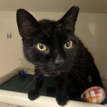 Dracula -  Domestic Short Hair Cat for Adoption in Mentor, Ohio - Dracula | PetCurious