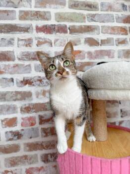 Crumble -  Domestic Short Hair Cat for Adoption in New Orleans, Louisiana - Crumble | PetCurious