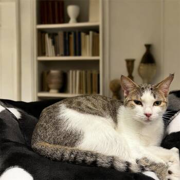 Rescue Tabby Cats for Adoption in Dalton, Georgia - Rango | PetCurious