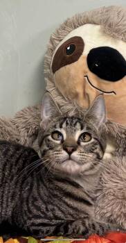 Stripe -  Domestic Short Hair Cat for Adoption in Picayune, Mississippi - Stripe | PetCurious