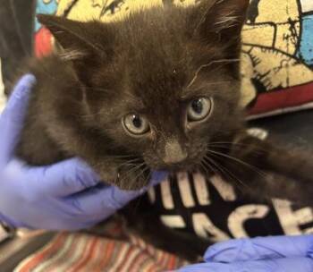 Santa Barbara -  Domestic Short Hair Cat for Adoption in Fishers, Indiana - Santa Barbara | PetCurious