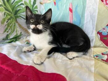 Chili -  Domestic Short Hair Cat for Adoption in Corpus Christi, Texas - Chili | PetCurious