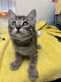 Elmo -  Domestic Short Hair Cat for Adoption in Santa Rosa, California - Elmo | PetCurious