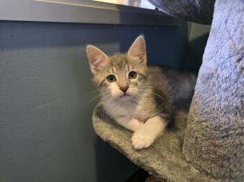 Domestic Short Hair Cats Available for Adoption in Santa Clara, California - FIREFLY | PetCurious