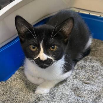 Nova -  Domestic Short Hair Cat for Adoption in Long Beach, California - Nova | PetCurious