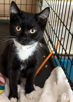 lainey & Doug -  Manx Cat for Adoption in Westfield, Massachusetts - Lainey & Doug | PetCurious