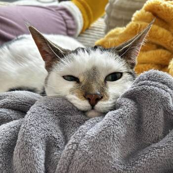 Jules *Blind* C11206 -  Domestic Short Hair Cat for Adoption in Minnetonka, Minnesota - Jules *Blind* C11206 | PetCurious