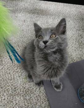 Teddy, Willow Grove Area, (FCID 7/29/2026-155) -  Domestic Short Hair Cat for Adoption in Greenville, Delaware - Teddy, Willow Grove Area, (FCID 7/29/2026-155) | PetCurious
