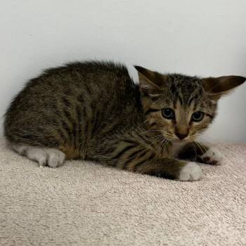 Louis -  Domestic Short Hair Cat for Adoption in Warrensburg, Missouri - Louis | PetCurious
