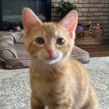 Mr -  Domestic Short Hair and Tabby Cat for Adoption in Antioch, California - Mr | PetCurious