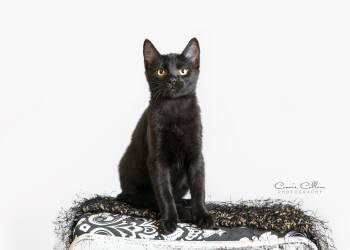 Tianna -  Domestic Short Hair Cat for Adoption in Birmingham, Alabama - Tianna | PetCurious